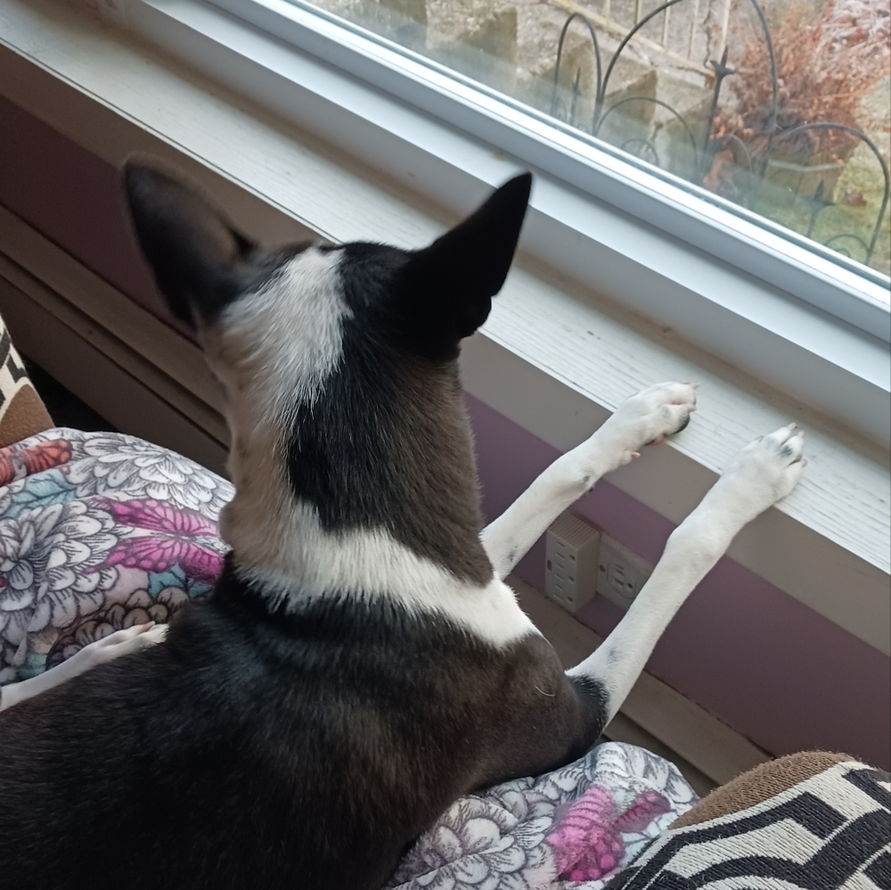 Our newest family member, Chance ❤️❤️